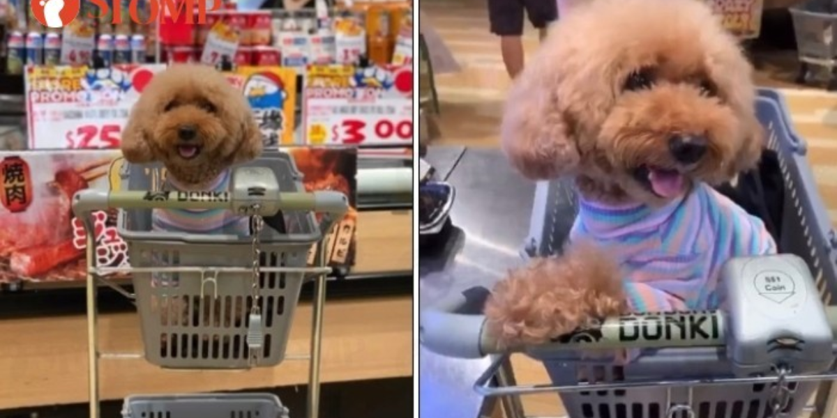 Are Dogs Allowed in Shopping Malls