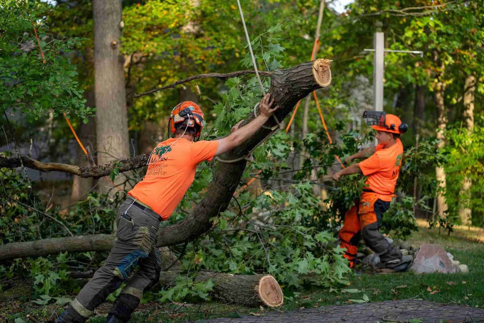 Tree Service in La Grange, IL